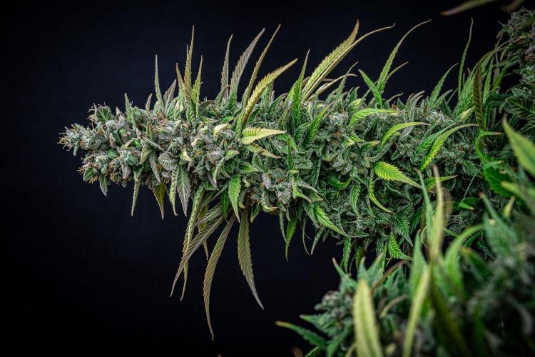 Auto Gelato Pyramid Seeds. Week 14 - Day 96