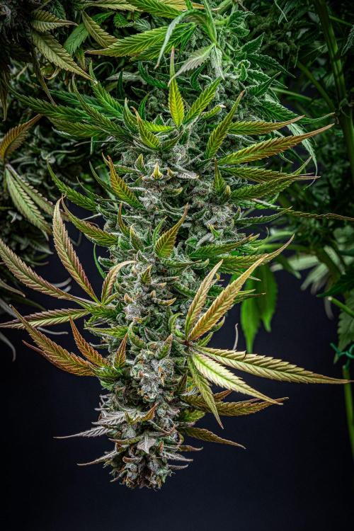 Auto Gelato Pyramid Seeds. Week 14 - Day 96