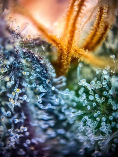 Chemical Candy Green House Seeds. Week 13 - Day 87