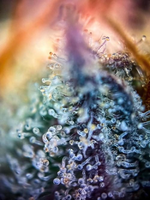 Chemical Candy Green House Seeds. Week 13 - Day 87