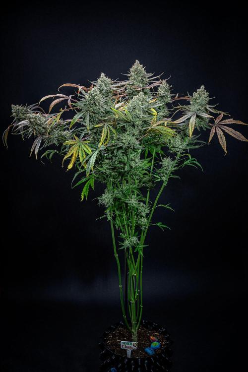 Chemical Candy Green House Seeds. Week 13 - Day 88