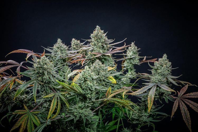 Chemical Candy Green House Seeds. Week 13 - Day 88