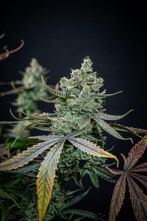 Chemical Candy Green House Seeds. Week 13 - Day 88