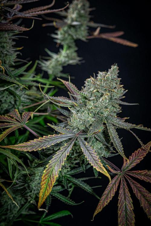 Chemical Candy Green House Seeds. Week 13 - Day 88