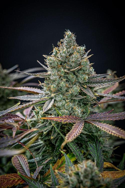 Chemical Candy Green House Seeds. Week 13 - Day 88