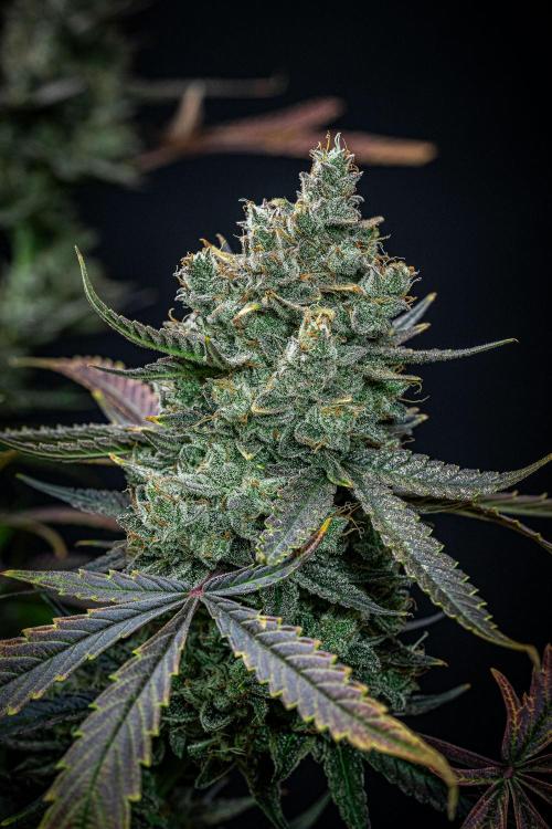 Chemical Candy Green House Seeds. Week 13 - Day 88