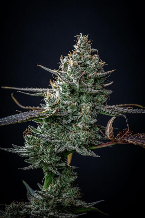 Chemical Candy Green House Seeds. Week 13 - Day 88