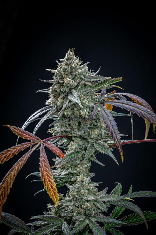 Chemical Candy Green House Seeds. Week 13 - Day 88