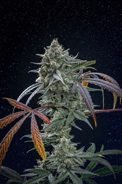 Chemical Candy Green House Seeds. Week 13 - Day 88