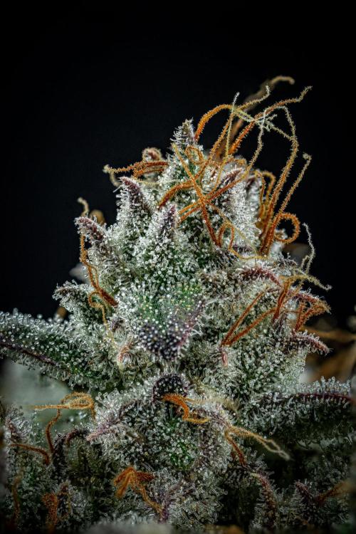 Chemical Candy Green House Seeds. Week 13 - Day 88