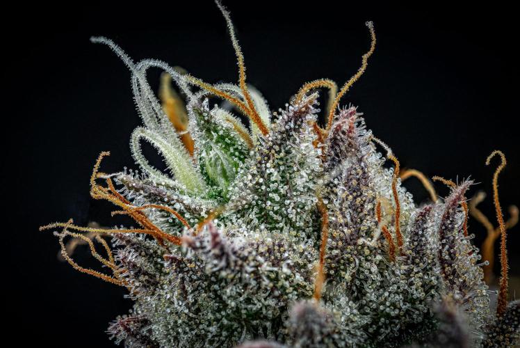 Chemical Candy Green House Seeds. Week 13