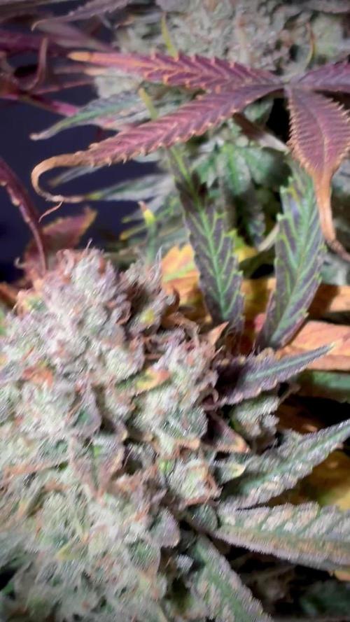 Chemical Candy Green House Seeds