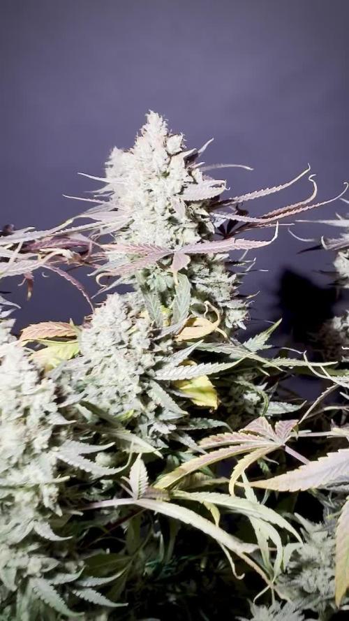 Chemical Candy Green House Seeds