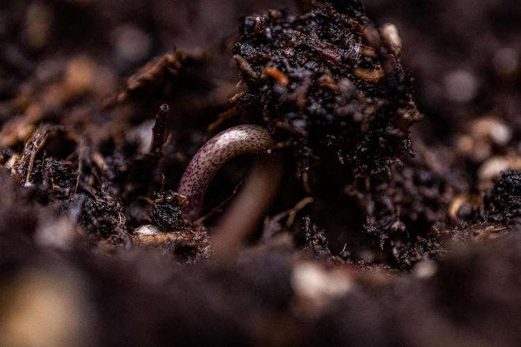 Sticky Broccoli Zamnesia EternityGrowCup. Week 0 - Day 0 for #1
