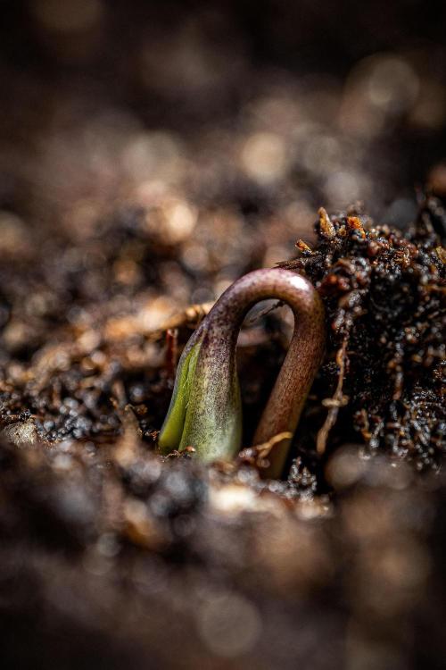 Sticky Broccoli Zamnesia EternityGrowCup. Week 0 - Day 0 for #1