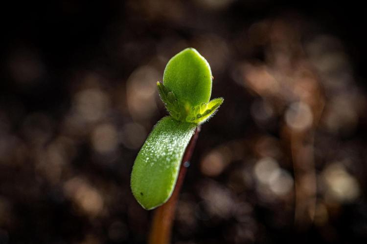 Sticky Broccoli Zamnesia EternityGrowCup. Week 0 - Day 0 for #1