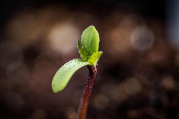 Sticky Broccoli Zamnesia EternityGrowCup. Week 0 - Day 0 for #1
