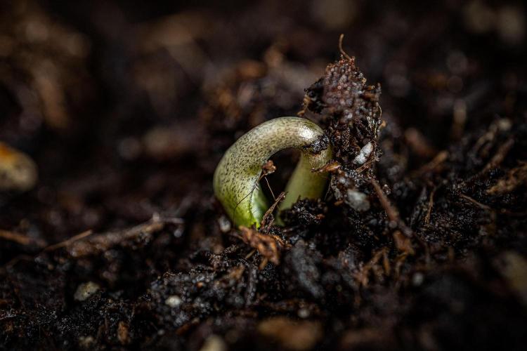 Sticky Broccoli Zamnesia EternityGrowCup. Week 0 - Day 0 for #2