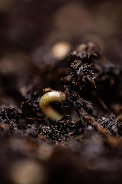 Franco's Fullgas! Green House Seed Co.. Week 0 - Day 0