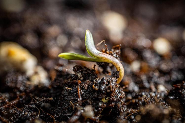 Franco's Fullgas! Green House Seed Co.. Week 0 - Day 0