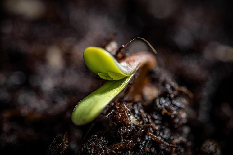 Franco's Fullgas! Green House Seed Co.. Week 0 - Day 0