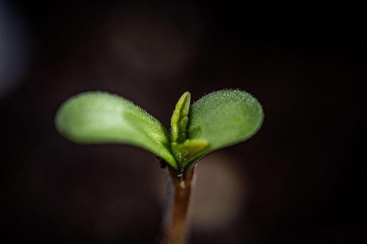 Franco's Fullgas! Green House Seed Co.. Week 0 - Day 0