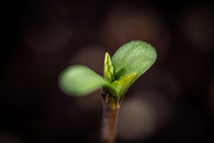 Franco's Fullgas! Green House Seed Co.. Week 0 - Day 0