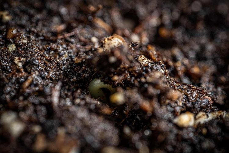 Nori Cake Green House Seed Co.. Week 0 - Day 0