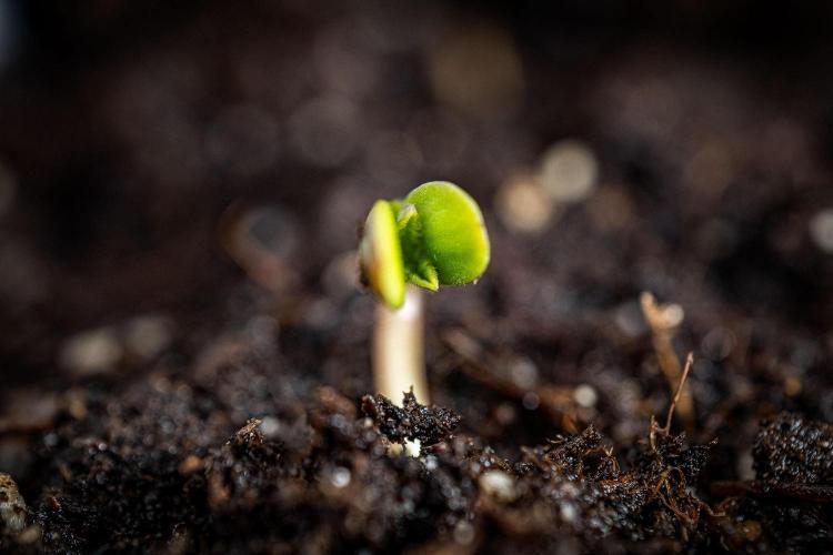 Nori Cake Green House Seed Co.. Week 0 - Day 0