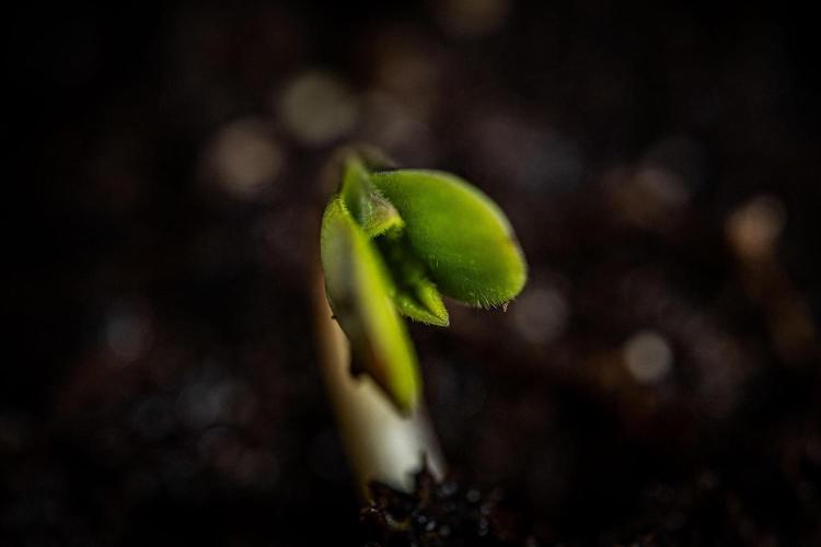 Nori Cake Green House Seed Co.. Week 0 - Day 0