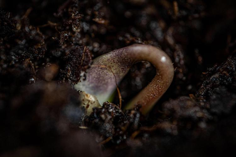 Candy House UKHTA Genetics. Week 0 - Day 0