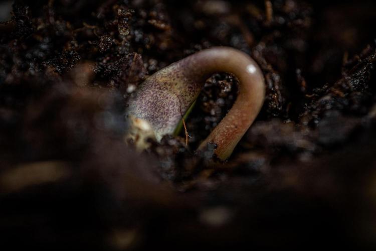 Candy House UKHTA Genetics. Week 0 - Day 0