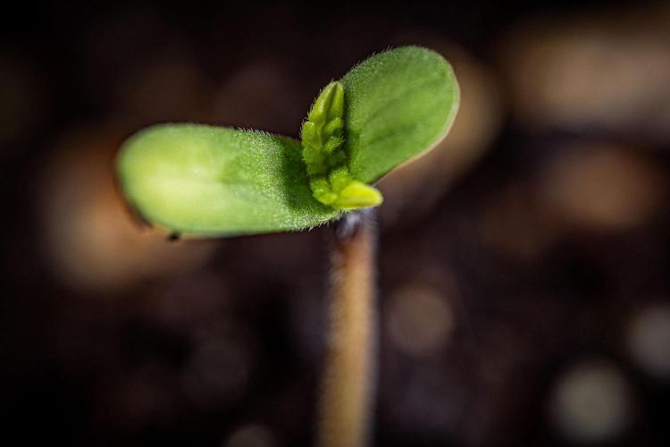 Candy House UKHTA Genetics. Week 0 - Day 0