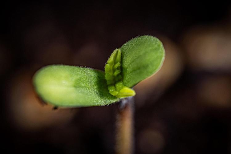 Candy House UKHTA Genetics. Week 0 - Day 0