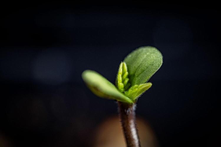 Candy House UKHTA Genetics. Week 0 - Day 0