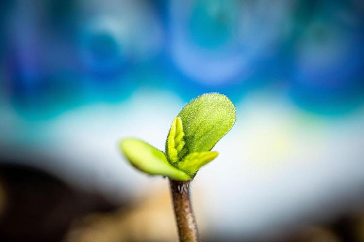 Candy House UKHTA Genetics. Week 0 - Day 0