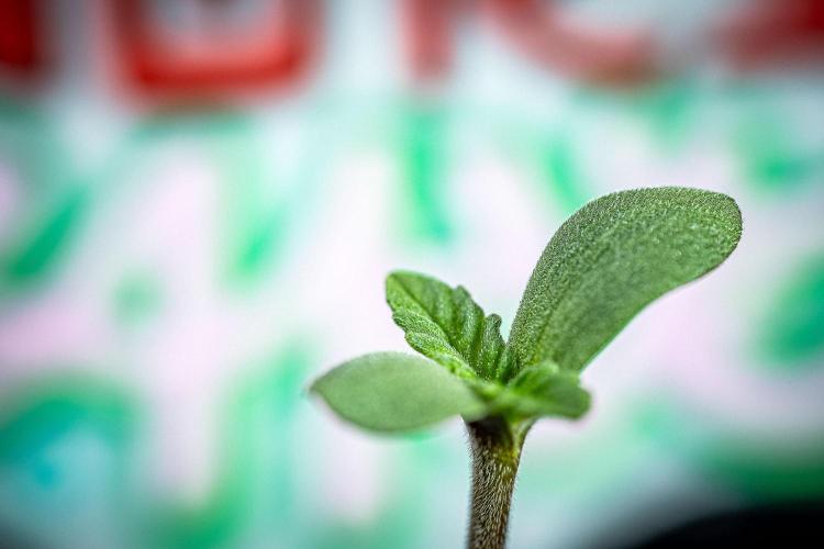 Nori Cake Green House Seed Co.. Week 0 - Day 0