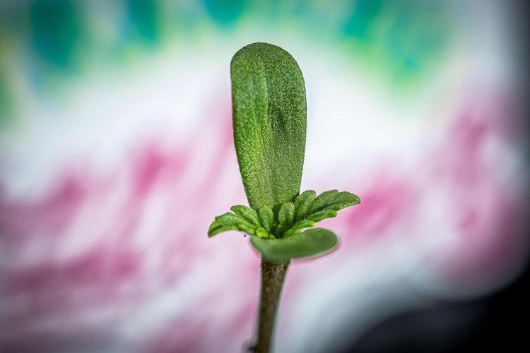 Franco's Fullgas! Green House Seed Co.. Week 0 - Day 0
