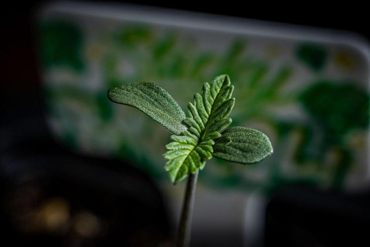 Sticky Broccoli Zamnesia EternityGrowCup. Week 1 - Day 1 #1