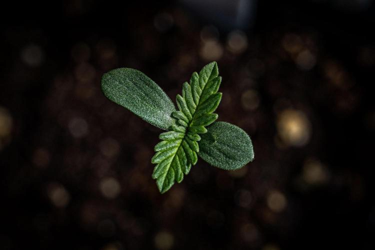 Sticky Broccoli Zamnesia EternityGrowCup. Week 1 - Day 1 #1