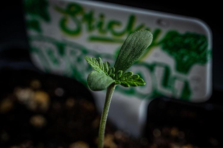 Sticky Broccoli Zamnesia EternityGrowCup. Week 1 - Day 1 #2
