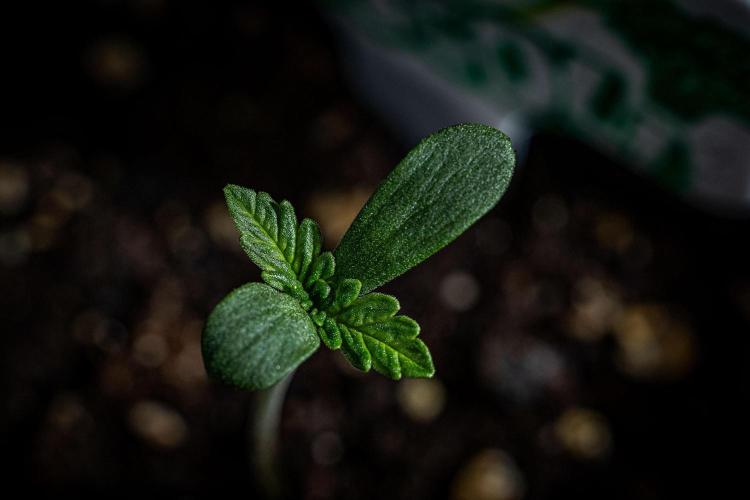 Sticky Broccoli Zamnesia EternityGrowCup. Week 1 - Day 1 #2