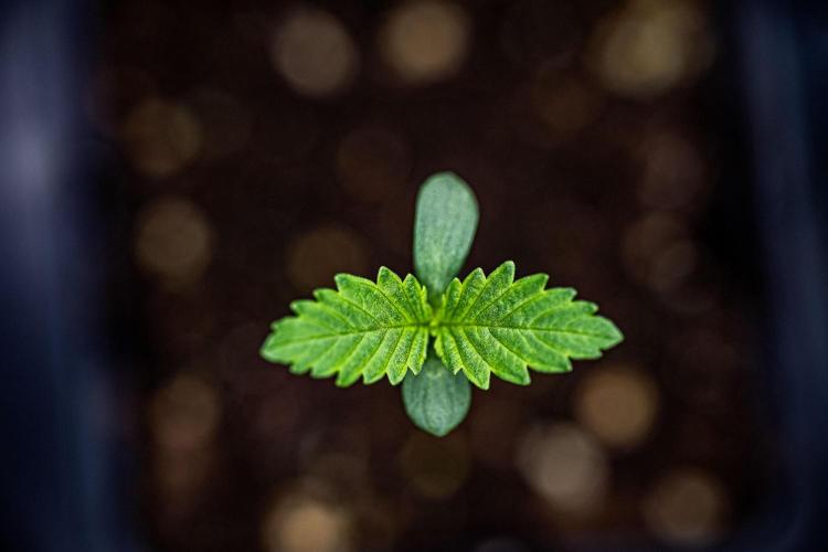 Sticky Broccoli Zamnesia EternityGrowCup. Week 1 - Day 3 #1