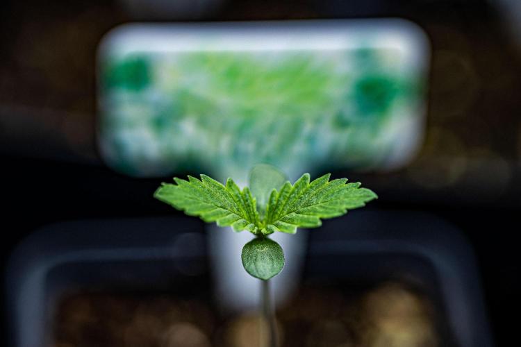 Sticky Broccoli Zamnesia EternityGrowCup. Week 1 - Day 3 #1