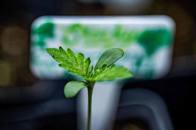 Sticky Broccoli Zamnesia EternityGrowCup. Week 1 - Day 3 #2