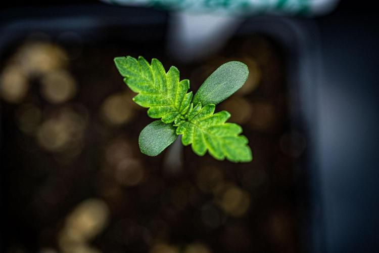 Sticky Broccoli Zamnesia EternityGrowCup. Week 1 - Day 3 #2