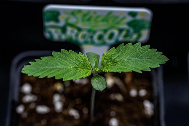 Sticky Broccoli Zamnesia EternityGrowCup. Week 1 - Day 5 #1