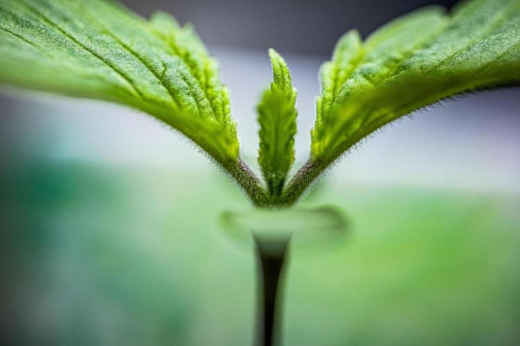 Sticky Broccoli Zamnesia EternityGrowCup. Week 1 - Day 5 #1