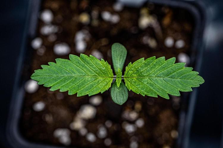 Sticky Broccoli Zamnesia EternityGrowCup. Week 1 - Day 5 #1