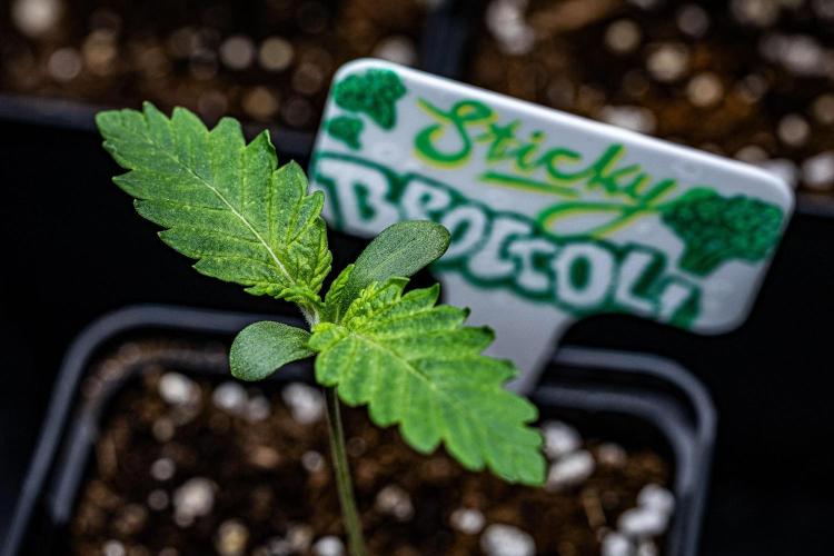 Sticky Broccoli Zamnesia EternityGrowCup. Week 1 - Day 5 #2